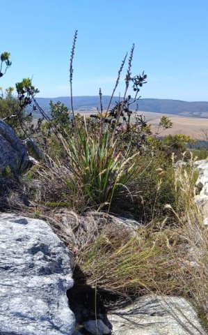 Aristea bakeri fruiting in the Overberg